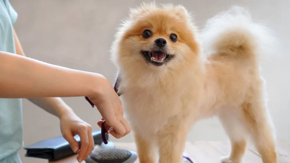 Dog Grooming At Home